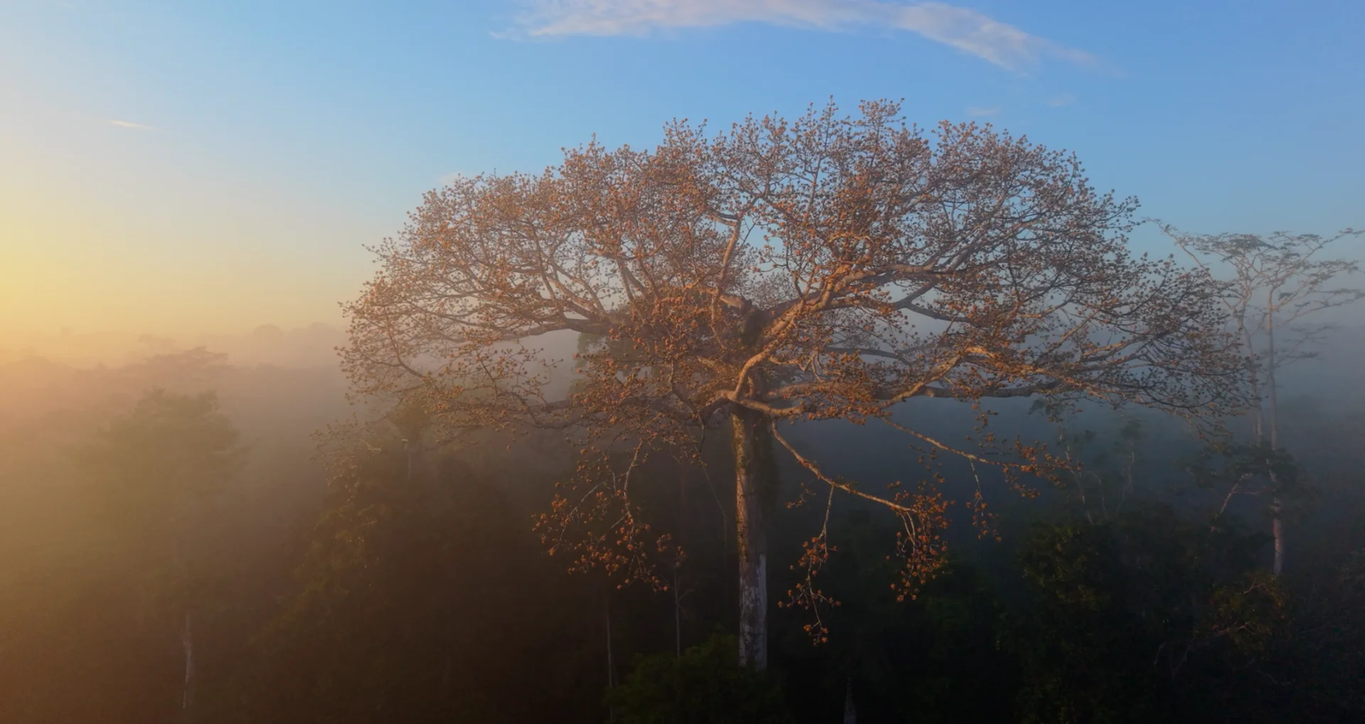 Un arbre monumental se détache au-dessus de la forêt.