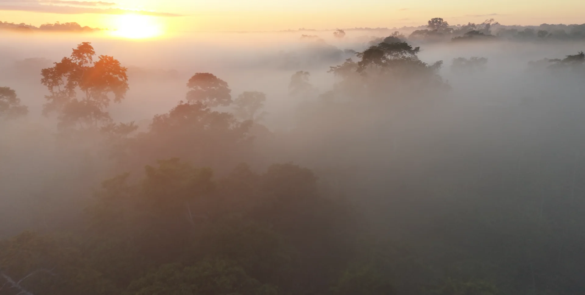 La forêt amazonienne couverte de brume au lever du soleil.